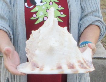 10 inch Yellow Helmet, Horned Helmet Shell 