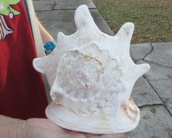 10 inch Yellow Helmet, Horned Helmet Shell 