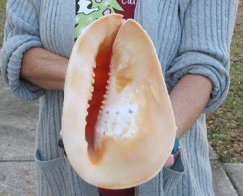 10 inch Yellow Helmet, Horned Helmet Shell 