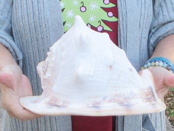 10 inch Yellow Helmet, Horned Helmet Shell 