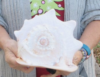 10 inch Yellow Helmet, Horned Helmet Shell 