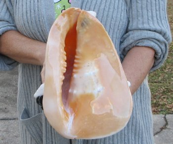 10 inch Yellow Helmet, Horned Helmet Shell