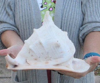 10 inch Yellow Helmet, Horned Helmet Shell