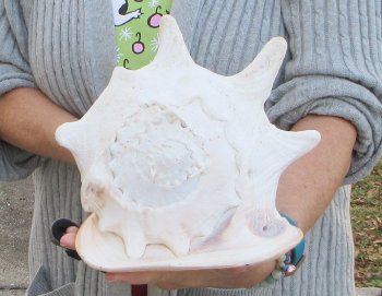 10 inch Yellow Helmet, Horned Helmet Shell