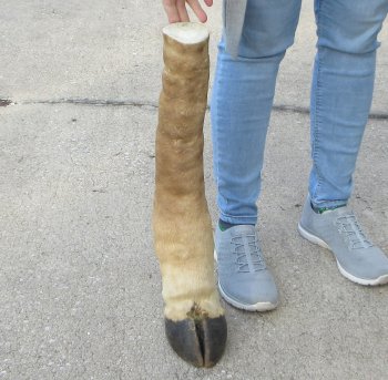 21 inch tall Giraffe Foot Mount 