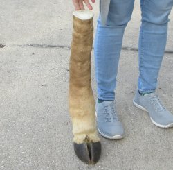 21 inch tall Giraffe Foot Mount 