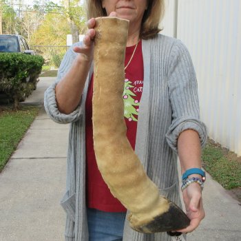 21 inch tall Giraffe Foot Mount 