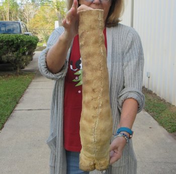 21 inch tall Giraffe Foot Mount 