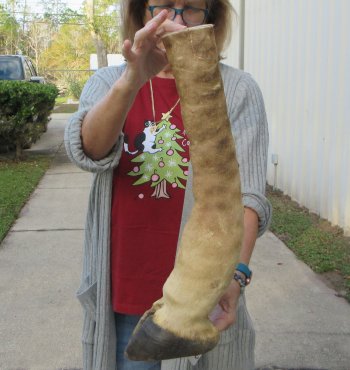 21 inch tall Giraffe Foot Mount 