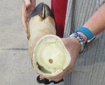 21 inch tall Giraffe Foot Mount 