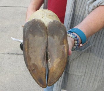 21 inch tall Giraffe Foot Mount 