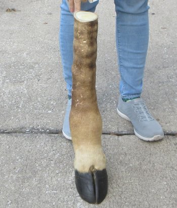 21 inch tall Giraffe Foot Mount 