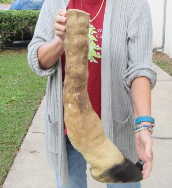 21 inch tall Giraffe Foot Mount 