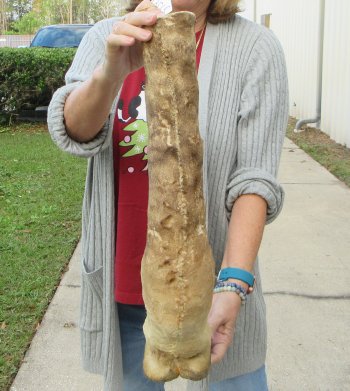 21 inch tall Giraffe Foot Mount 