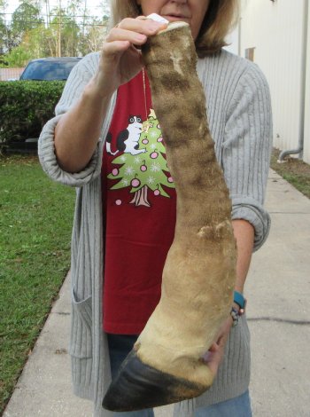 21 inch tall Giraffe Foot Mount 