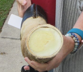 21 inch tall Giraffe Foot Mount 