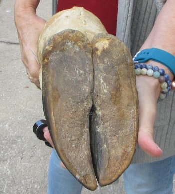 21 inch tall Giraffe Foot Mount 