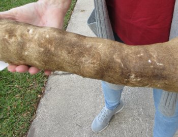 21 inch tall Giraffe Foot Mount 