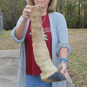 20 inch tall Giraffe Foot Mount