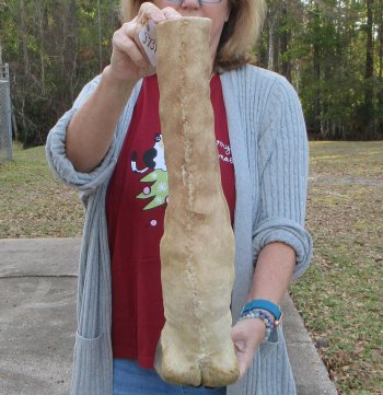 20 inch tall Giraffe Foot Mount