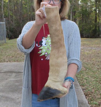 20 inch tall Giraffe Foot Mount