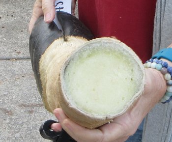 20 inch tall Giraffe Foot Mount