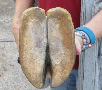 20 inch tall Giraffe Foot Mount