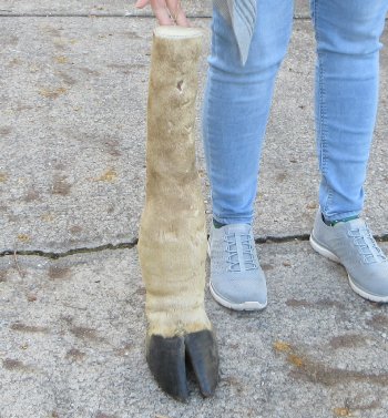 21 inch tall Giraffe Foot Mount 