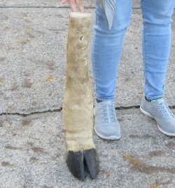21 inch tall Giraffe Foot Mount 