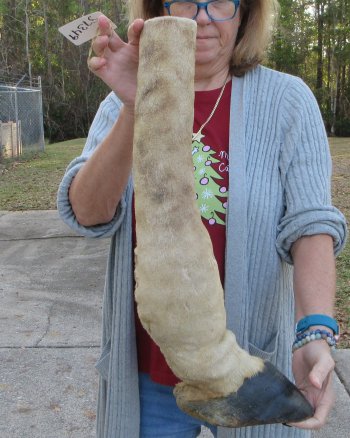 21 inch tall Giraffe Foot Mount 