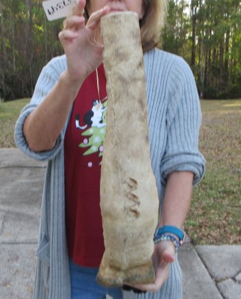 21 inch tall Giraffe Foot Mount 