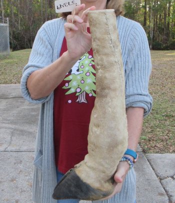 21 inch tall Giraffe Foot Mount 