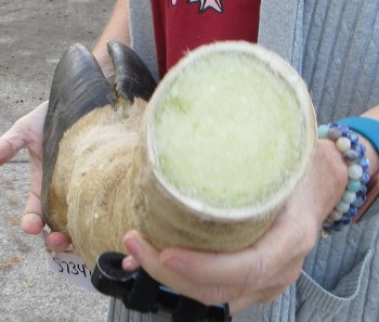 21 inch tall Giraffe Foot Mount 