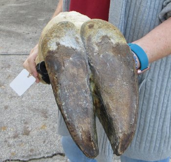 21 inch tall Giraffe Foot Mount 