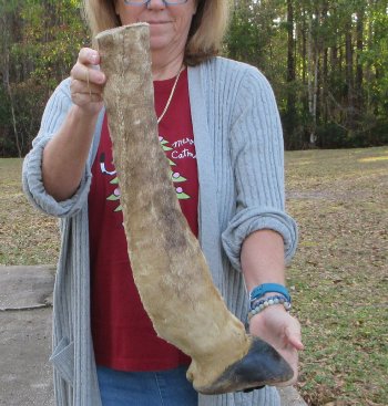 21 inch tall Giraffe Foot Mount 