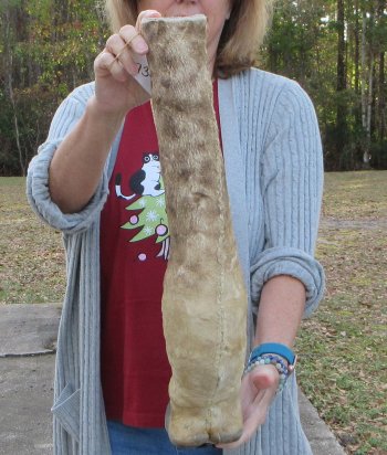 21 inch tall Giraffe Foot Mount 