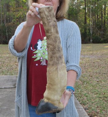 21 inch tall Giraffe Foot Mount 