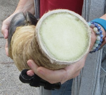 21 inch tall Giraffe Foot Mount 