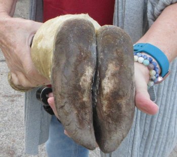 21 inch tall Giraffe Foot Mount 