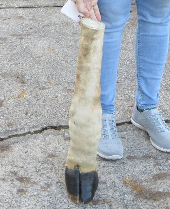 21 inch tall Giraffe Foot Mount 