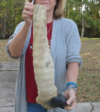 21 inch tall Giraffe Foot Mount 