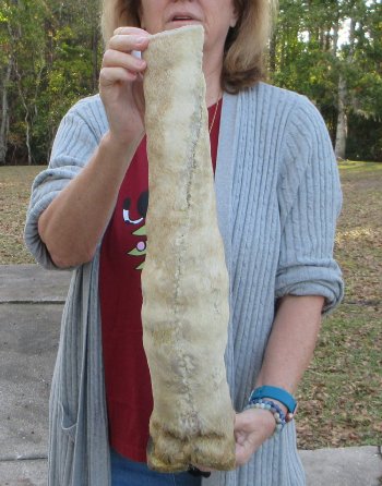 21 inch tall Giraffe Foot Mount 