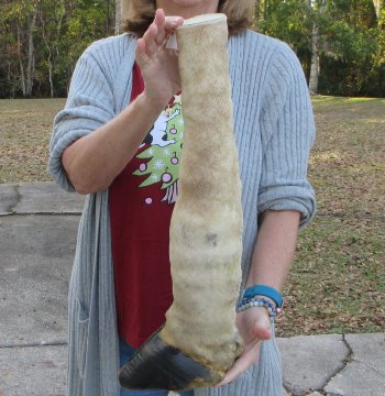 21 inch tall Giraffe Foot Mount 