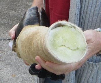 21 inch tall Giraffe Foot Mount 