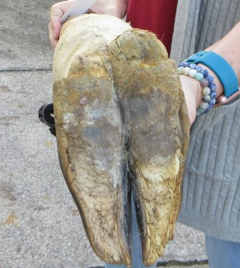 21 inch tall Giraffe Foot Mount 