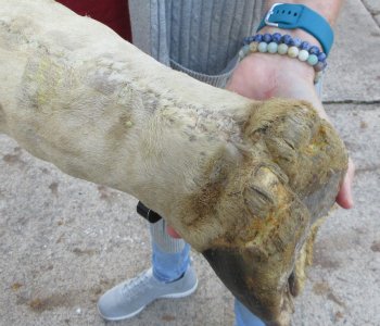 21 inch tall Giraffe Foot Mount 