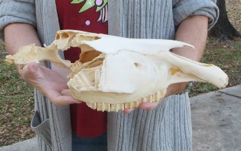 Craft grade Zebra Top Skull (no bottom jaw) 16 inches