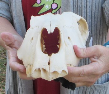 Craft grade Zebra Top Skull (no bottom jaw) 16 inches