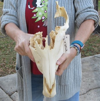 Craft grade Zebra Top Skull (no bottom jaw) 16 inches