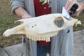 Craft grade Zebra Top Skull (no bottom jaw) 16 inches